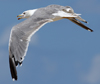 Larus armenicus
