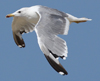 Larus armenicus