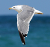 Larus armenicus