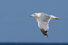 Larus armenicus