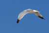 Larus armenicus