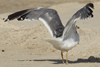 Larus armenicus