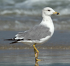 Larus armenicus