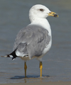 Larus armenicus