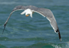 Larus armenicus