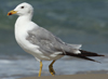 Larus armenicus