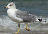 Larus armenicus