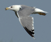 Larus armenicus
