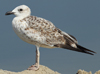 Larus armenicus