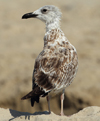 Larus armenicus