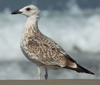 Larus armenicus