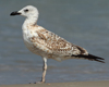 Larus armenicus