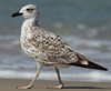 Larus armenicus