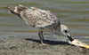 Larus armenicus