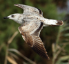 Larus armenicus