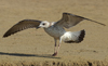 Larus armenicus