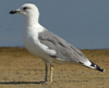 Larus armenicus