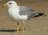 Larus armenicus