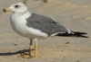 Larus armenicus