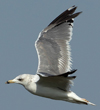 Larus armenicus
