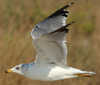 Larus armenicus