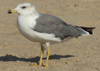 Larus armenicus