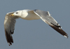Larus armenicus