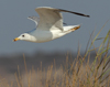Larus armenicus