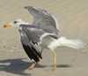 Larus armenicus
