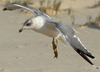 Larus armenicus