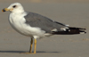 Larus armenicus