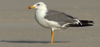 Larus armenicus