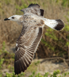 Larus armenicus