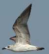 Larus armenicus
