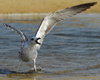 Larus armenicus