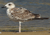 Larus armenicus
