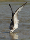 Larus armenicus