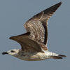 Larus armenicus