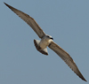 Larus armenicus