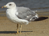 Larus armenicus