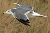 Larus armenicus