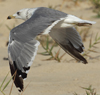 Larus armenicus