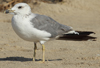Larus armenicus