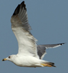 Larus armenicus