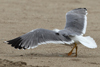 Larus armenicus