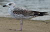 Larus armenicus