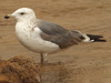 Larus armenicus