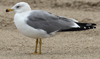 Larus armenicus