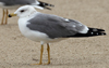 Larus armenicus