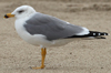 Larus armenicus